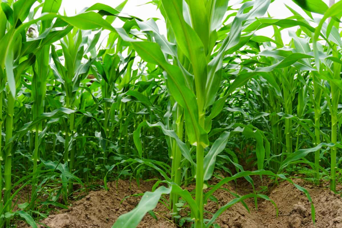 Fertilizer Requirements and Recommendations for Corn