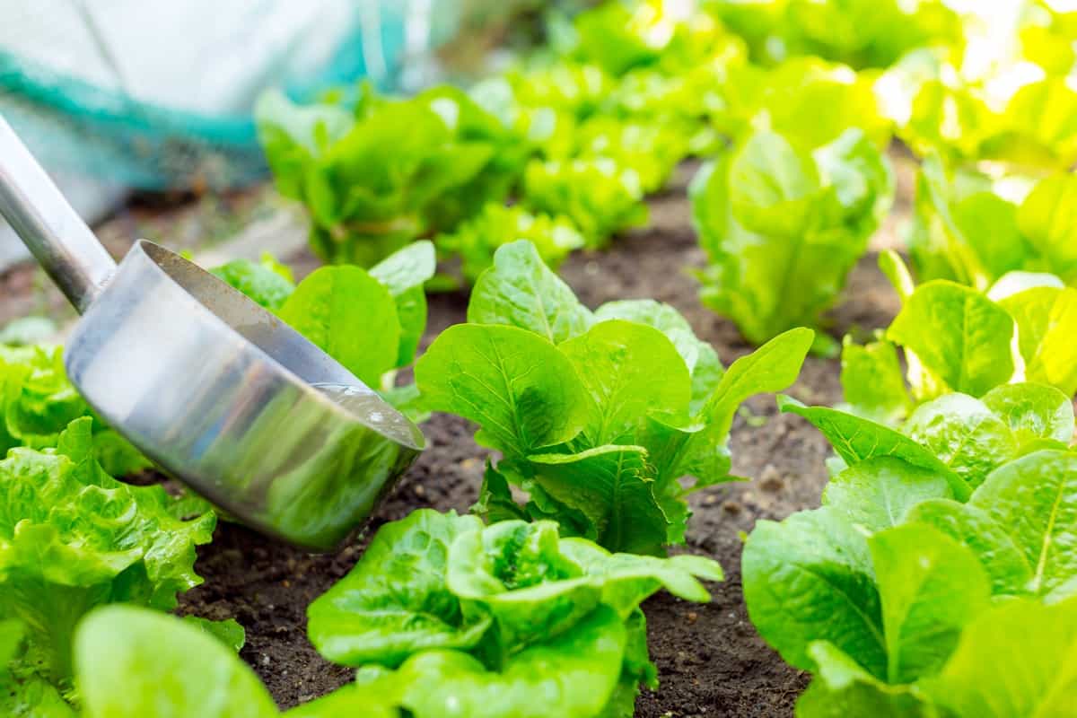 Fertilizer Requirements and Recommendations for Home-grown Vegetables