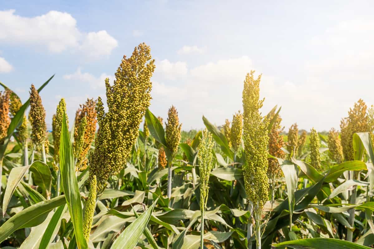 Fertilizer Requirements and Recommendations for Sorghum