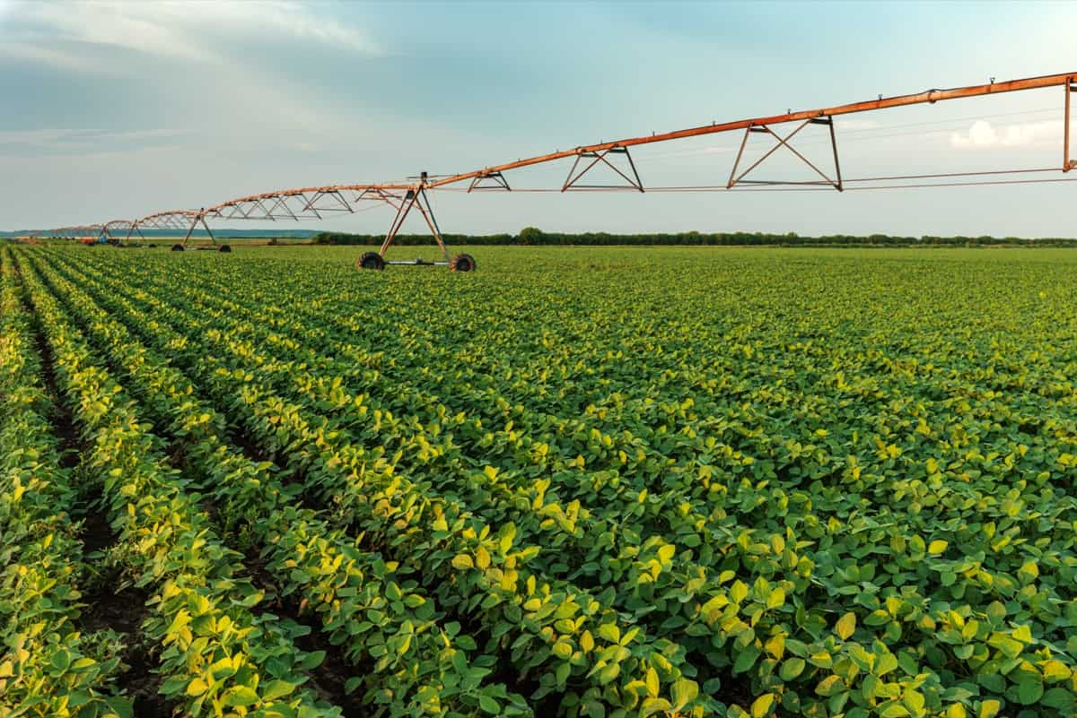 Fertilizer Requirements and Recommendations for Soybean
