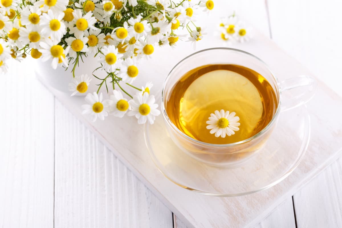 Homemade Chamomile Tea Spray for Pests and Disease Control