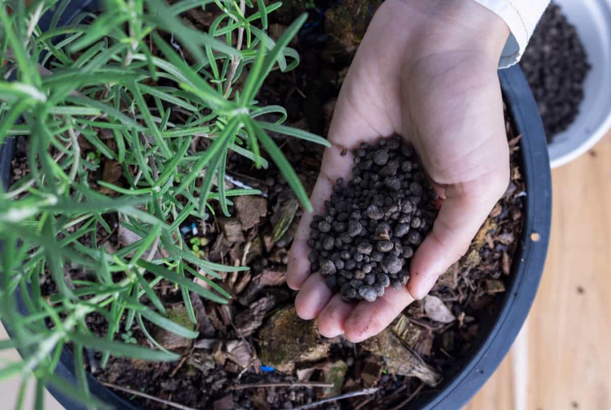 How Alfalfa Meal Boosts Soil Fertility
