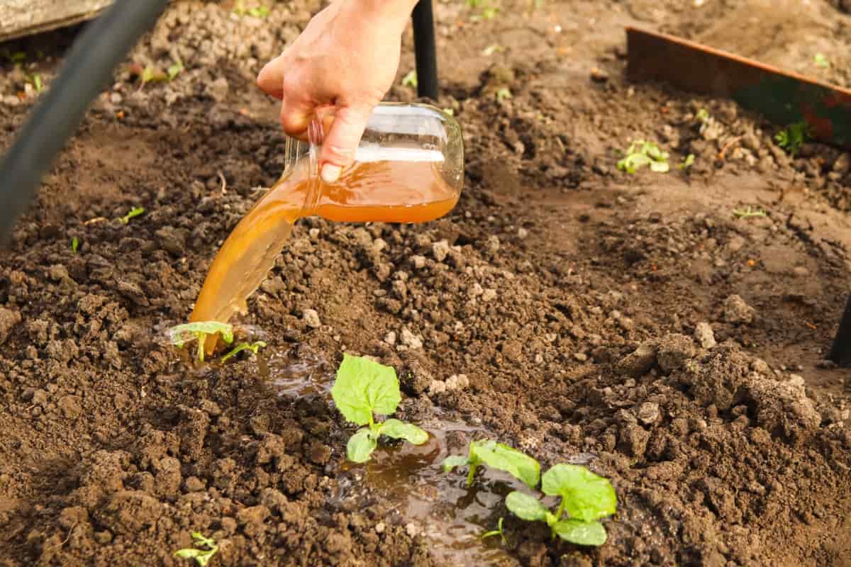 Homemade DIY Comfrey Tea Soil Fertilizer