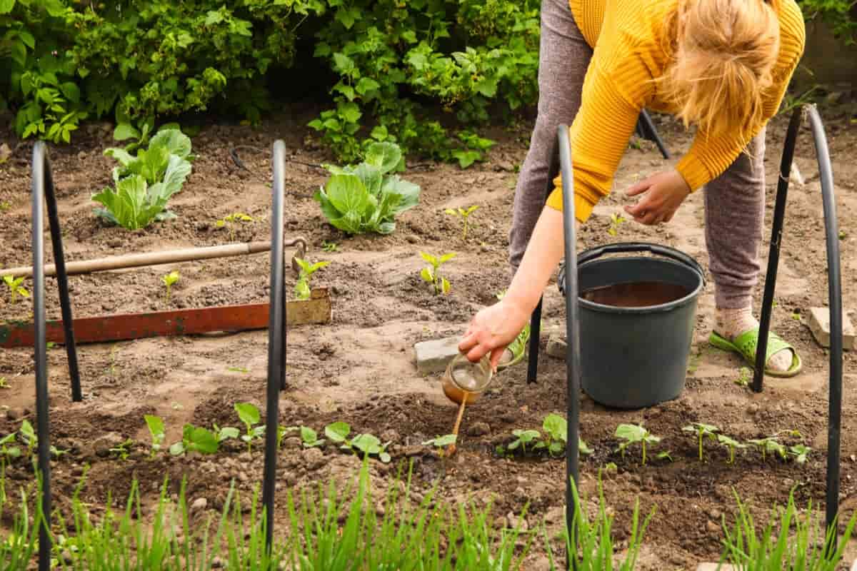 Fertilizing Home Garden