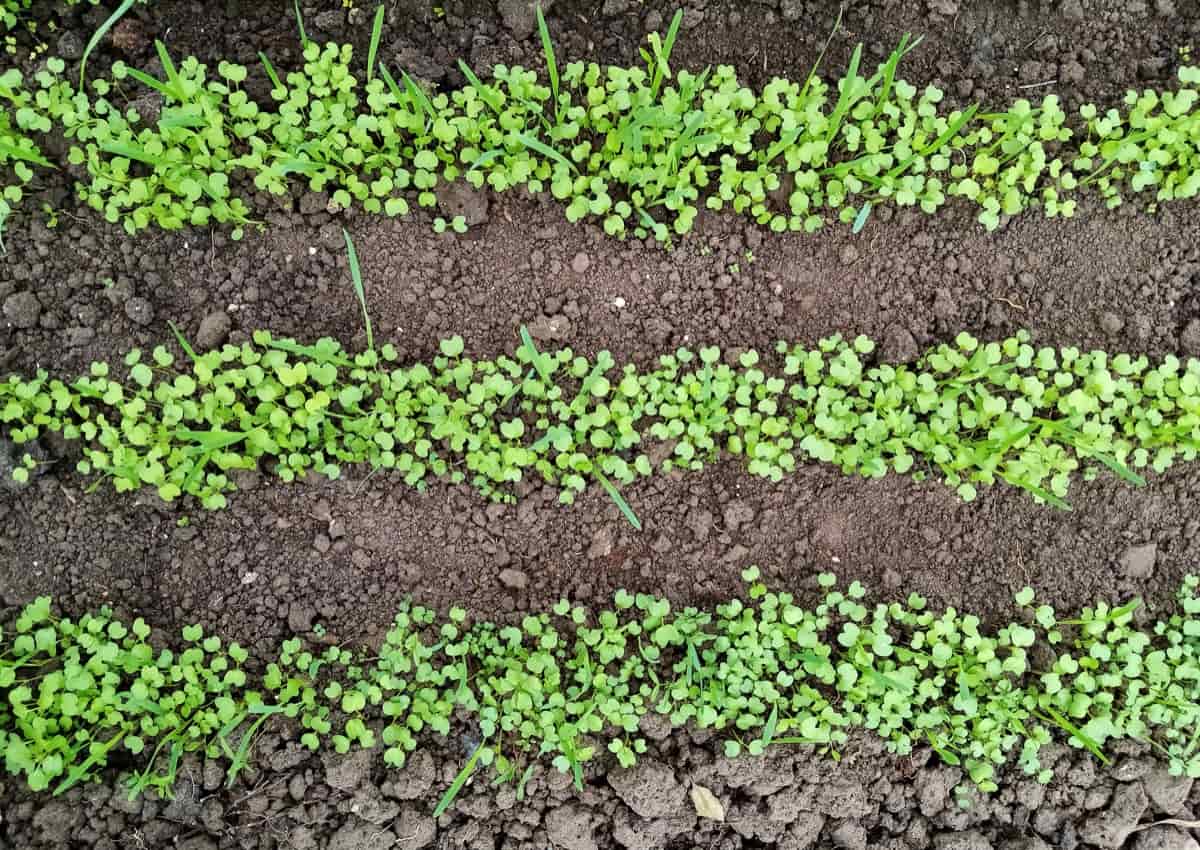 Homemade DIY Green Manure Soil Fertilizer3