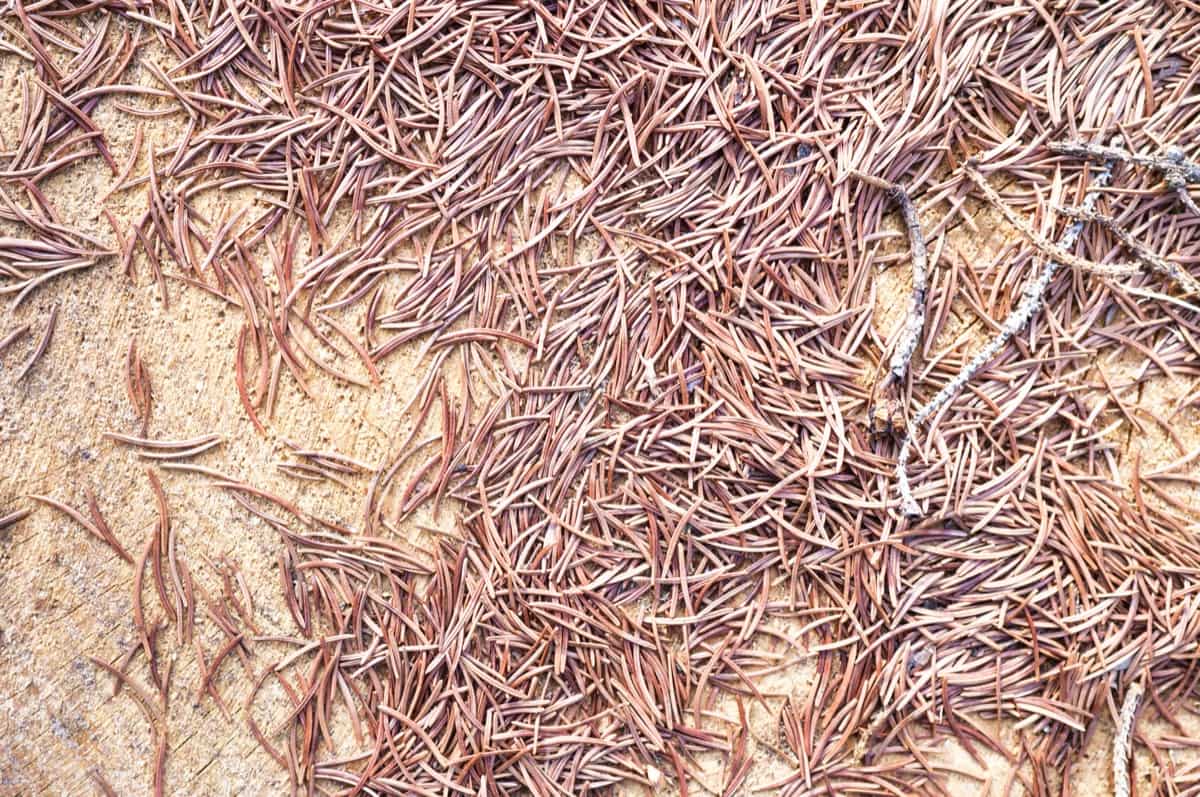 Dried Pine Needles