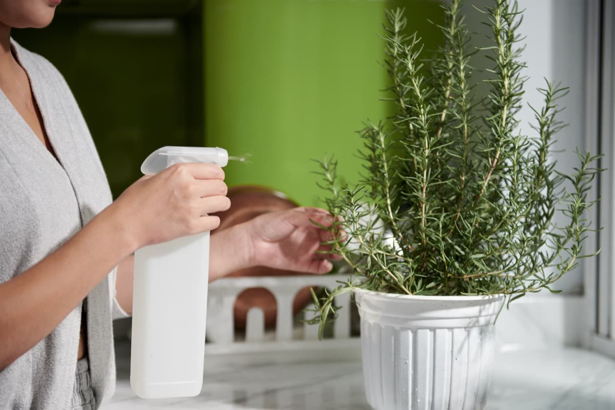 Homemade Milk Spray for Indoor Plants Pest Control