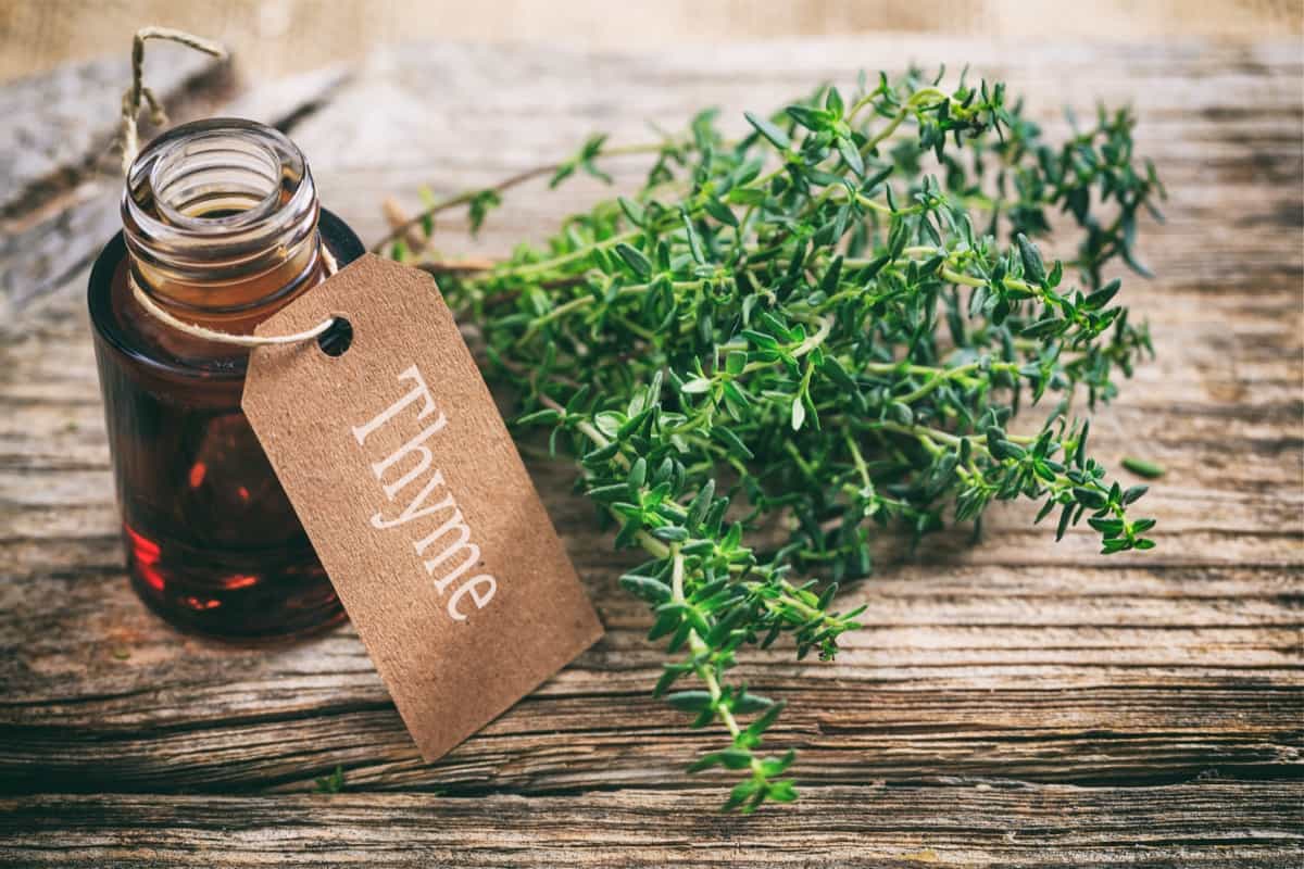 Homemade Thyme Oil Spray for Pests and Disease1