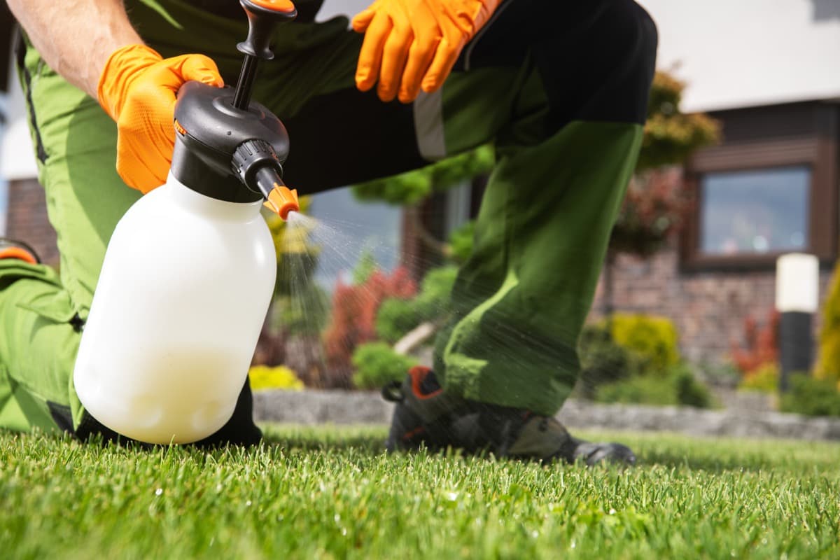 How to Troubleshoot Common Lawn Problems