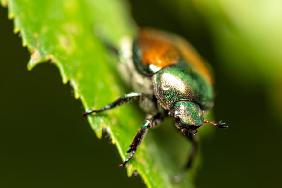 How to Control Japanese Beetles in Your Garden