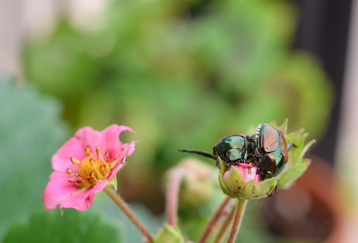 Two Japanese Beetles on Strawberry Plant Flower