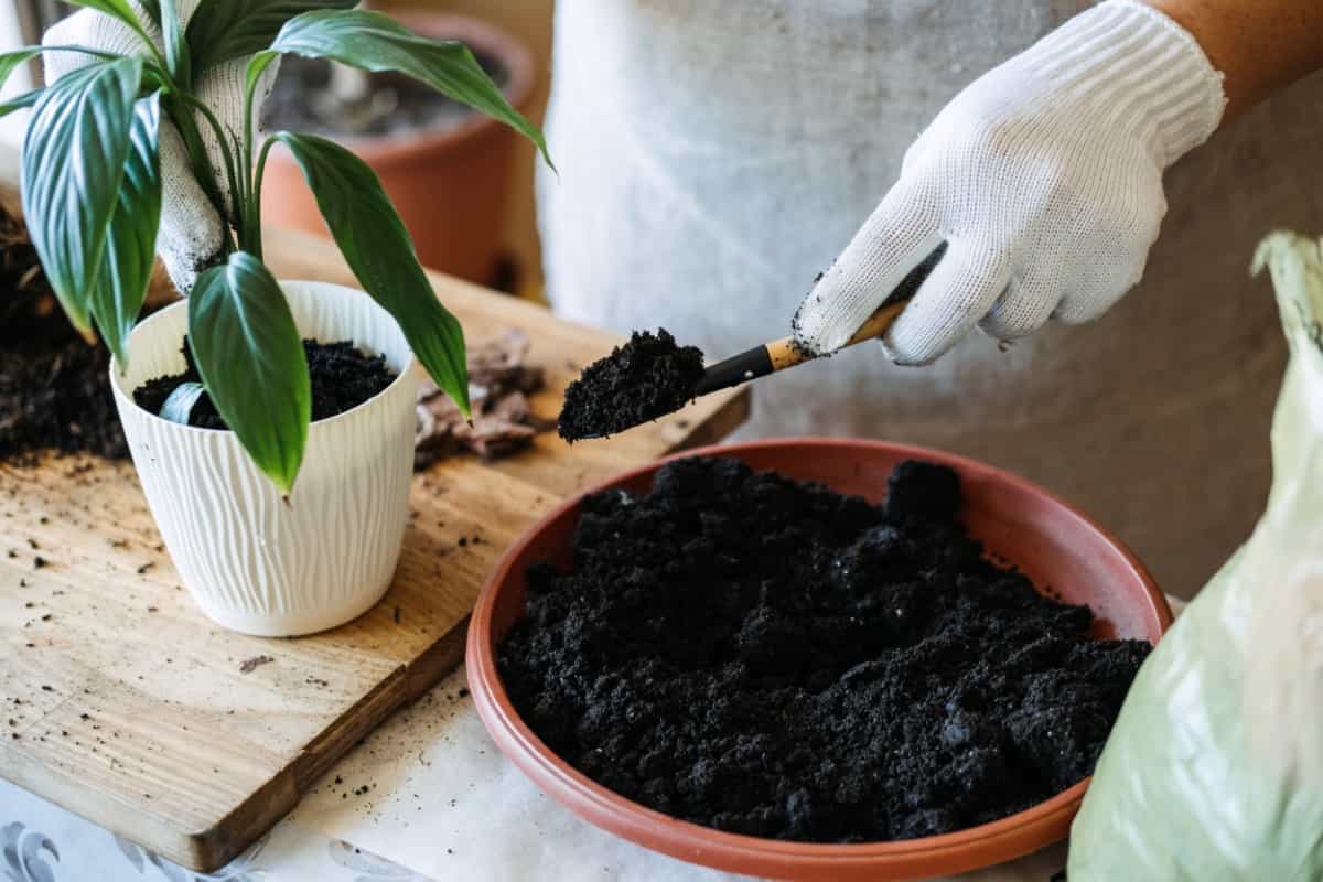 Soil to Repot Indoor Plants