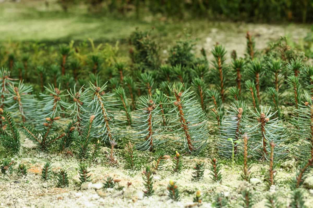 How to Grow Conifers from Hardwood Cuttings