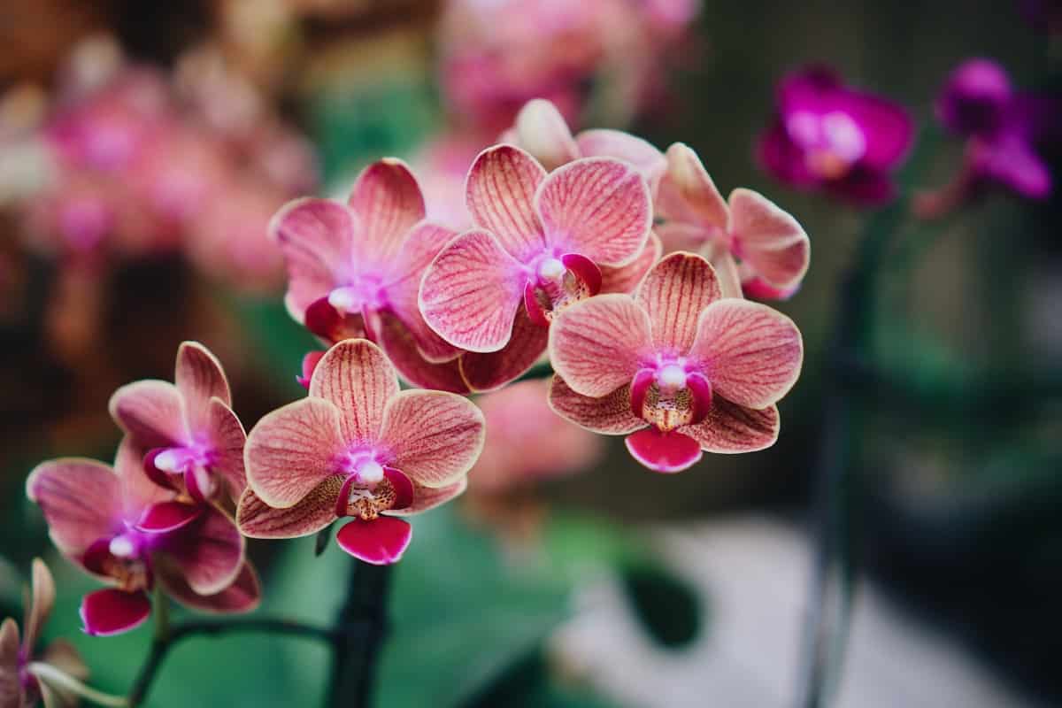 Orchid Gardening