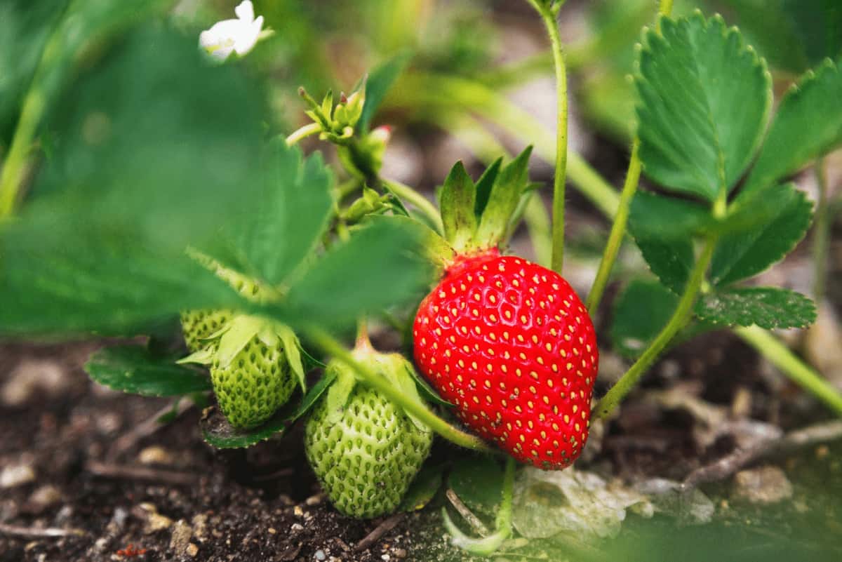 Organic Strawberry 