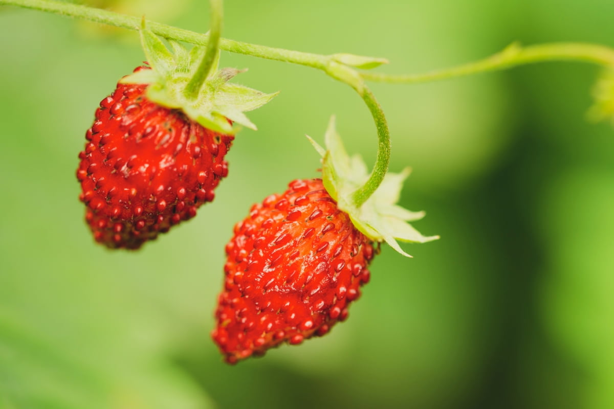 How to Grow Wild/Alpine Strawberry
