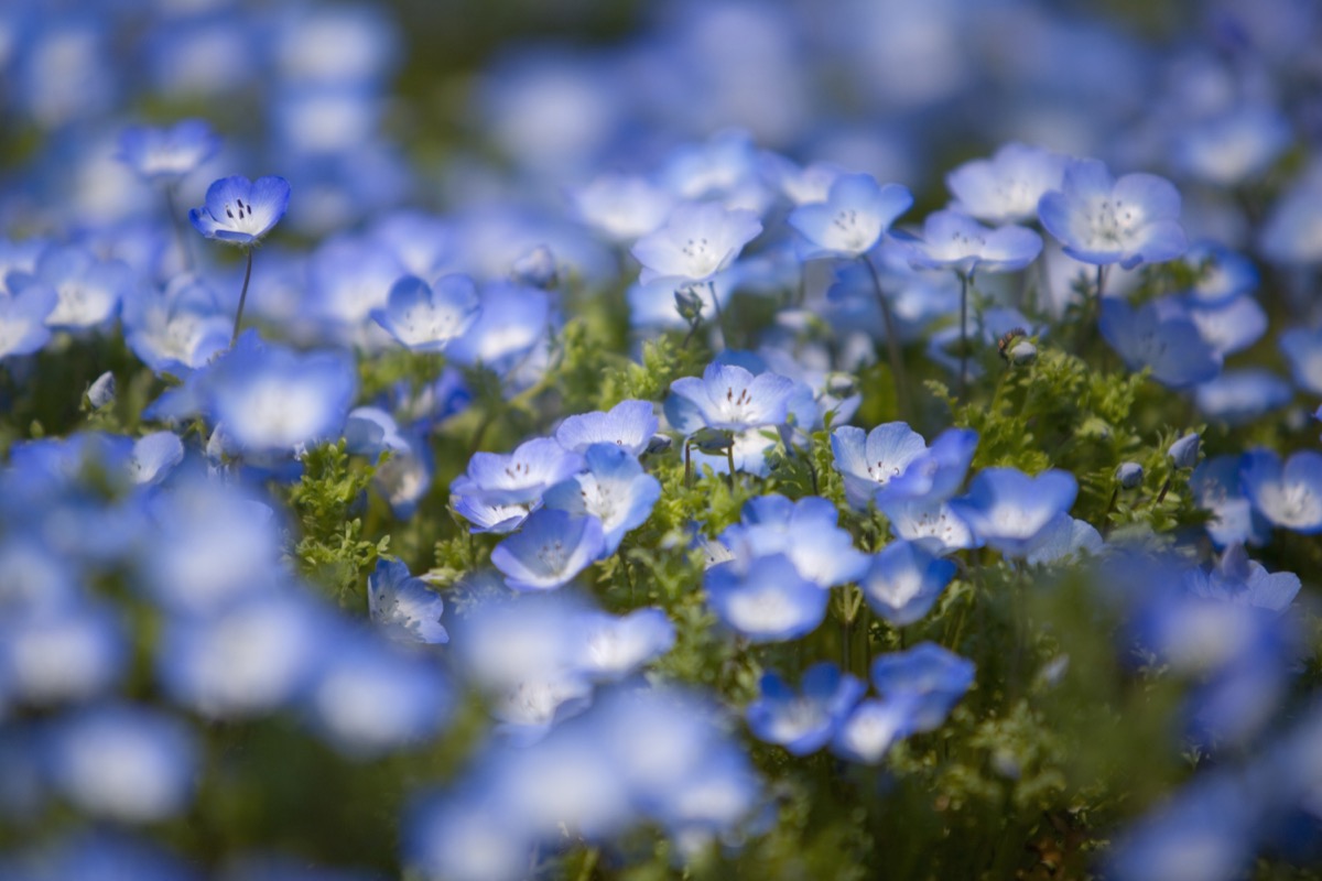 Baby Blue Eyes Flower Garden