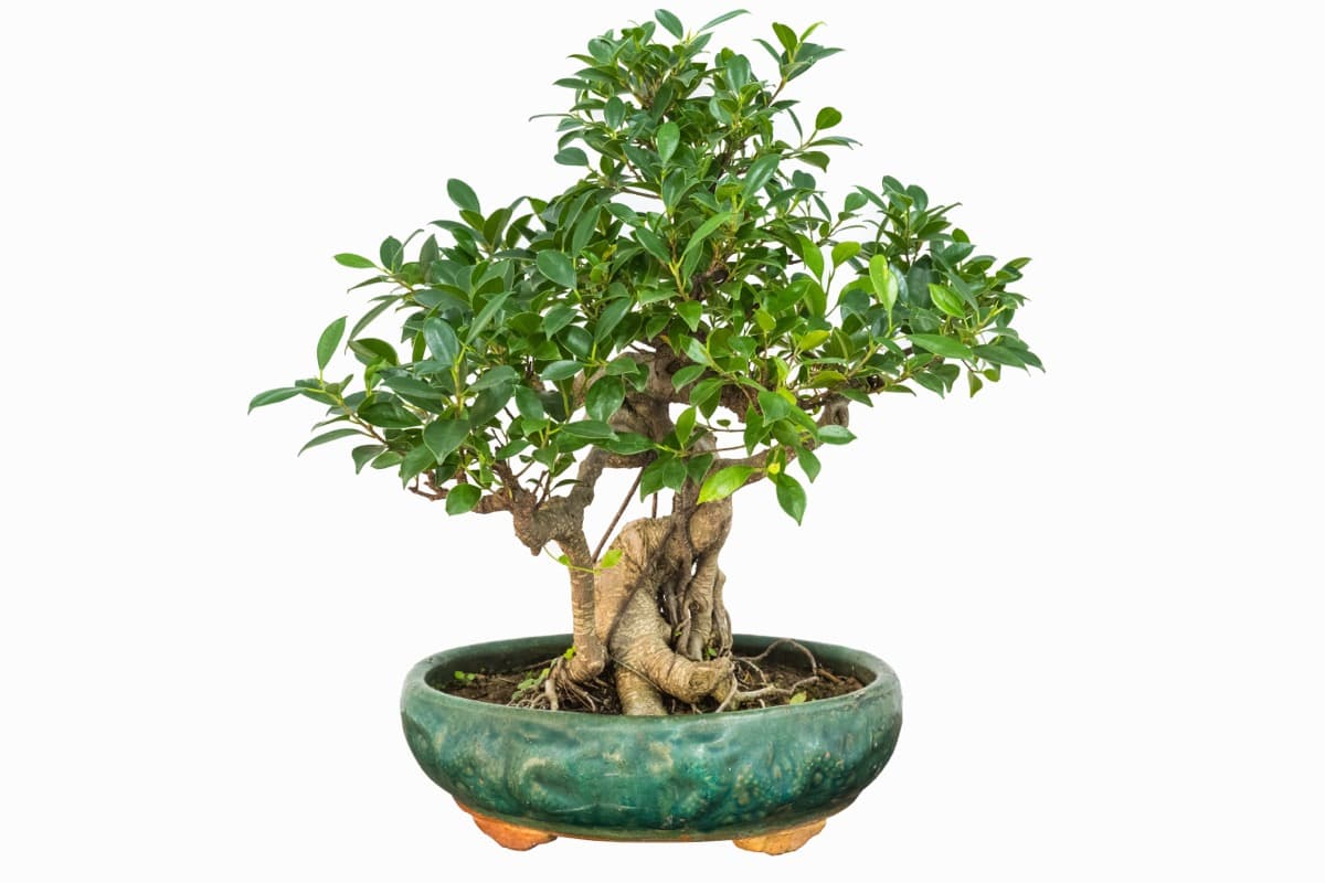 How to Grow and Care for Banyan Bonsai