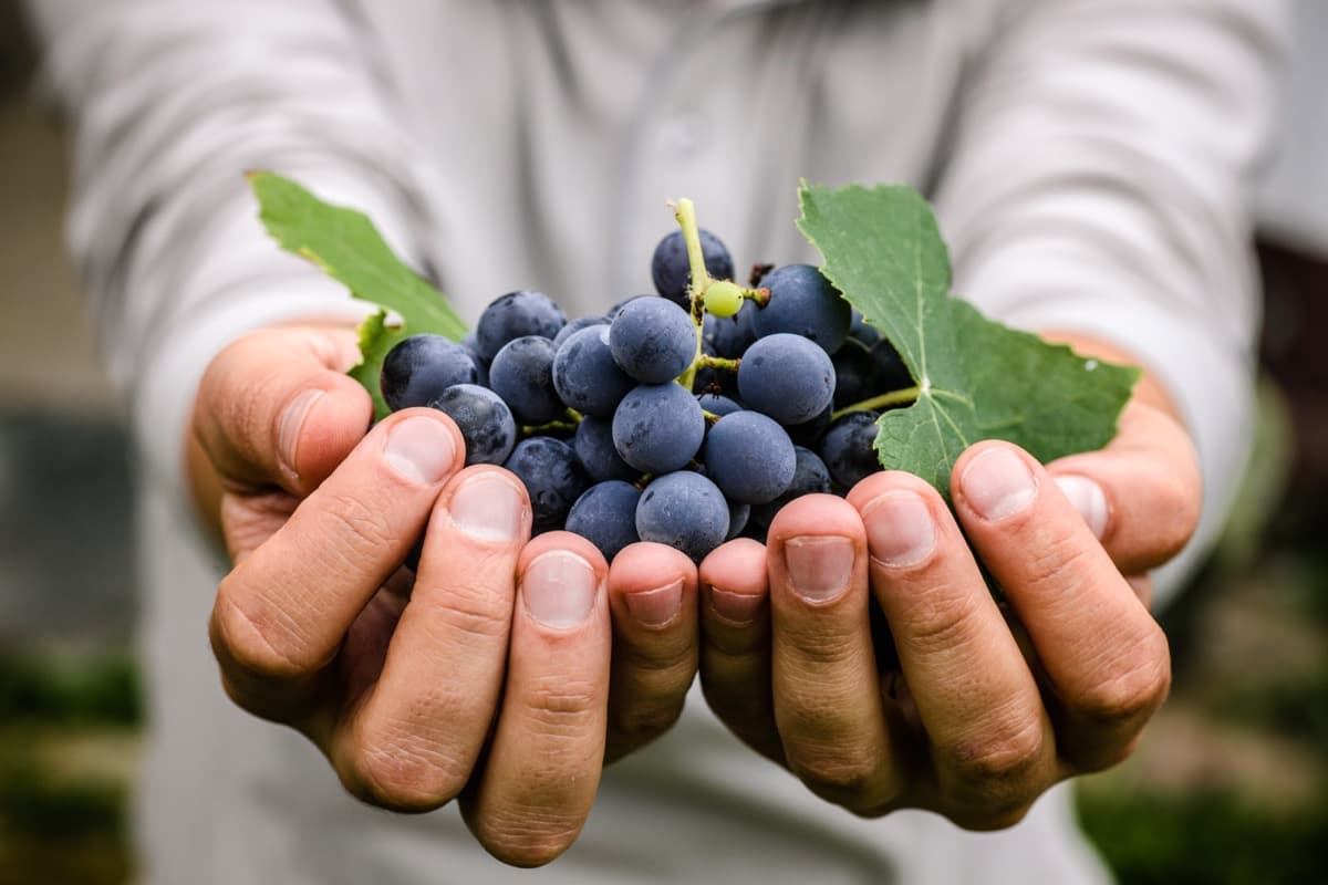 How to Grow and Care for Bonsai Grapes