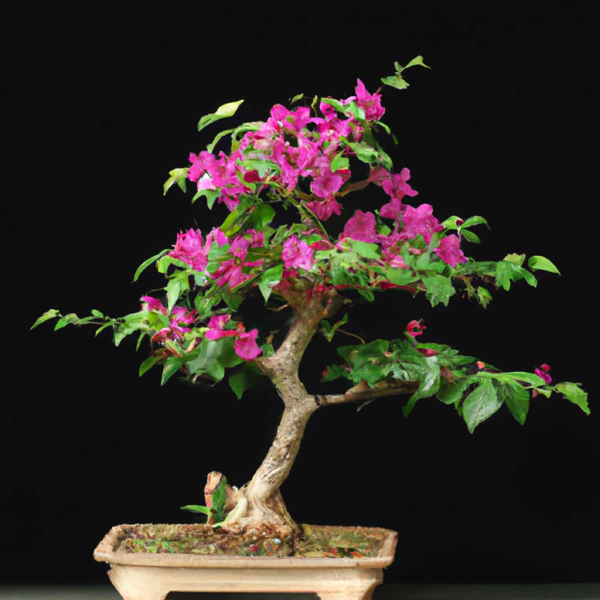 How to Grow and Care for Bougainvillea Bonsai