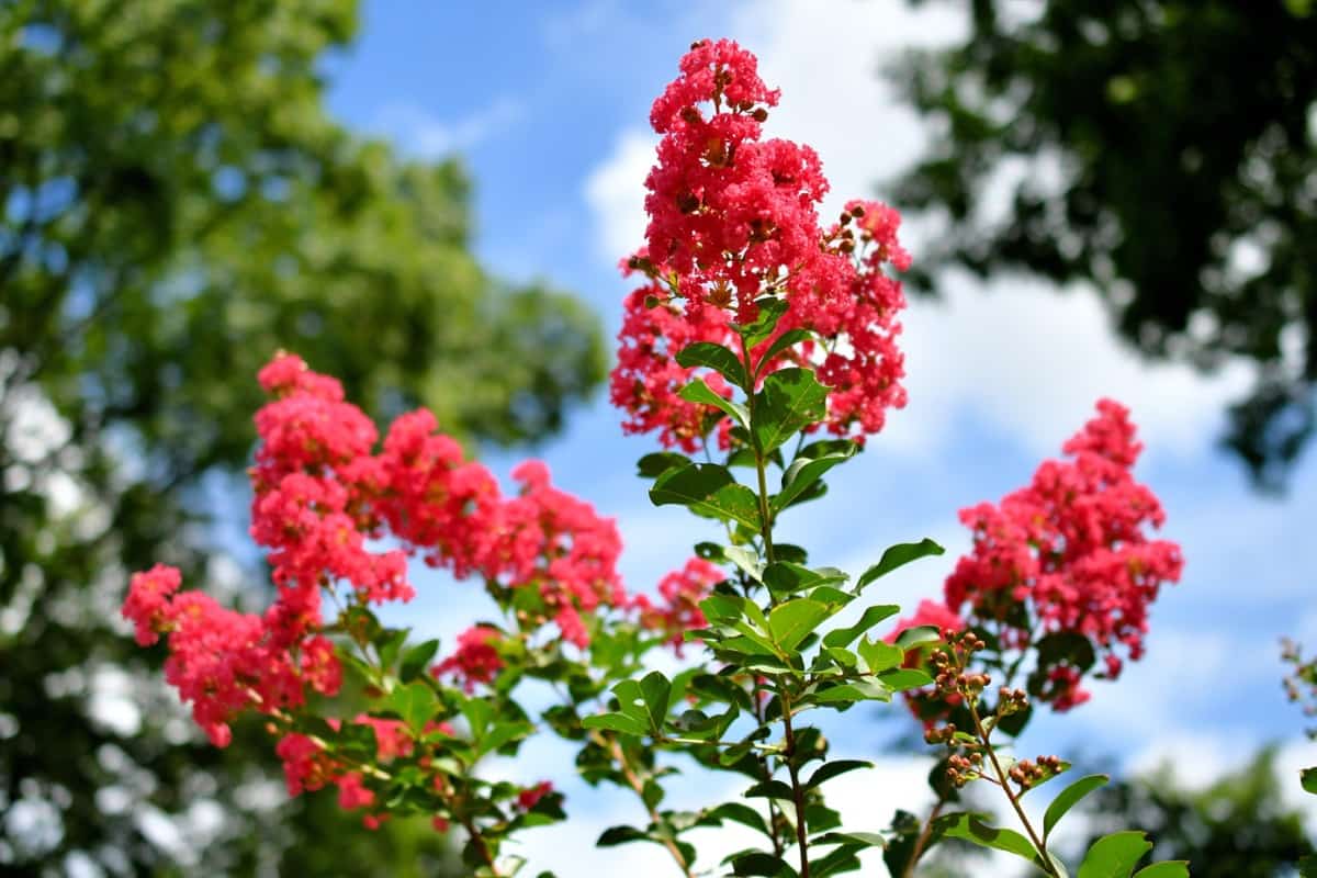 How to Grow and Care for Crape Myrtle Bonsai