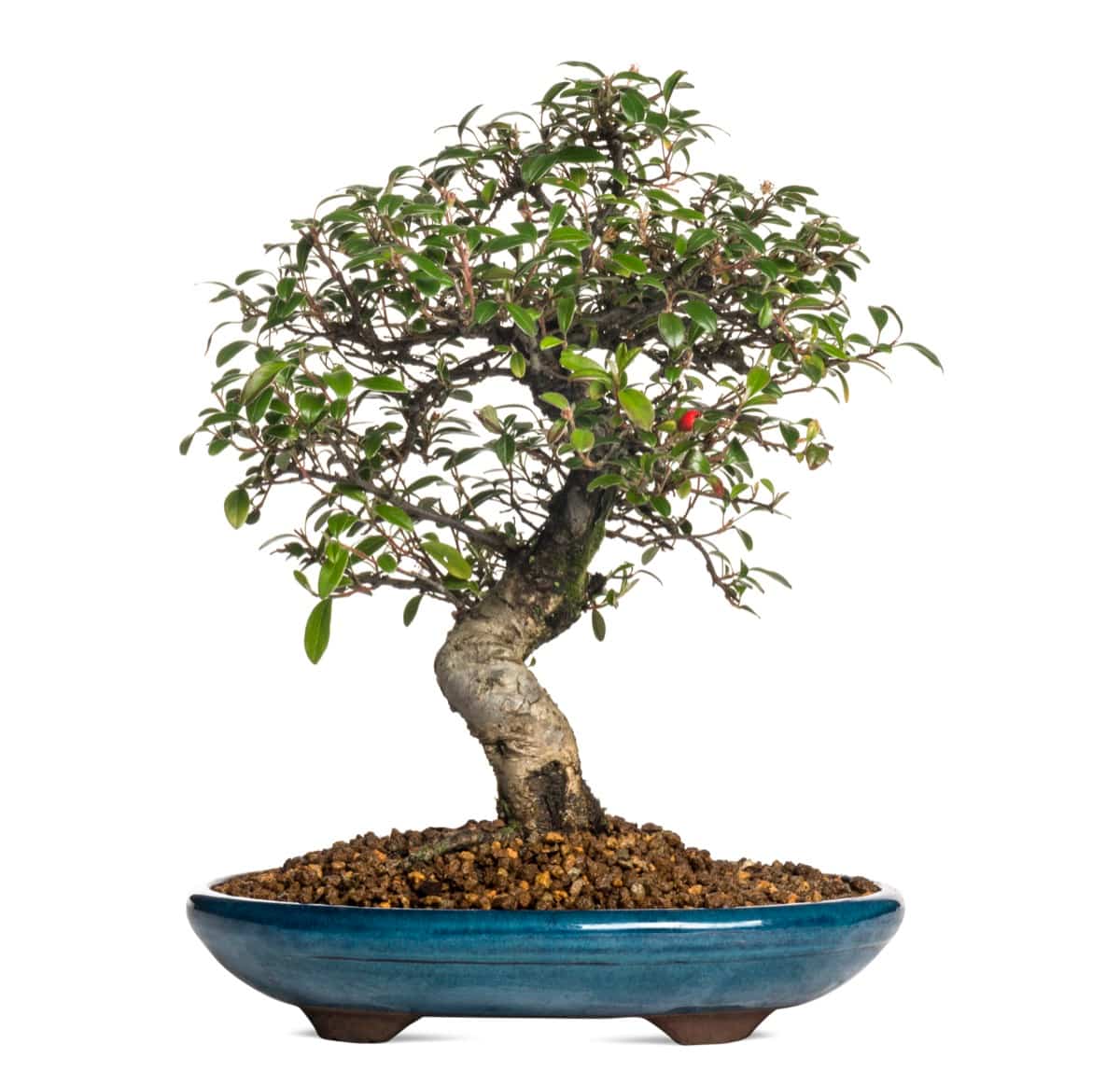 How to Grow and Care for Cotoneaster Bonsai