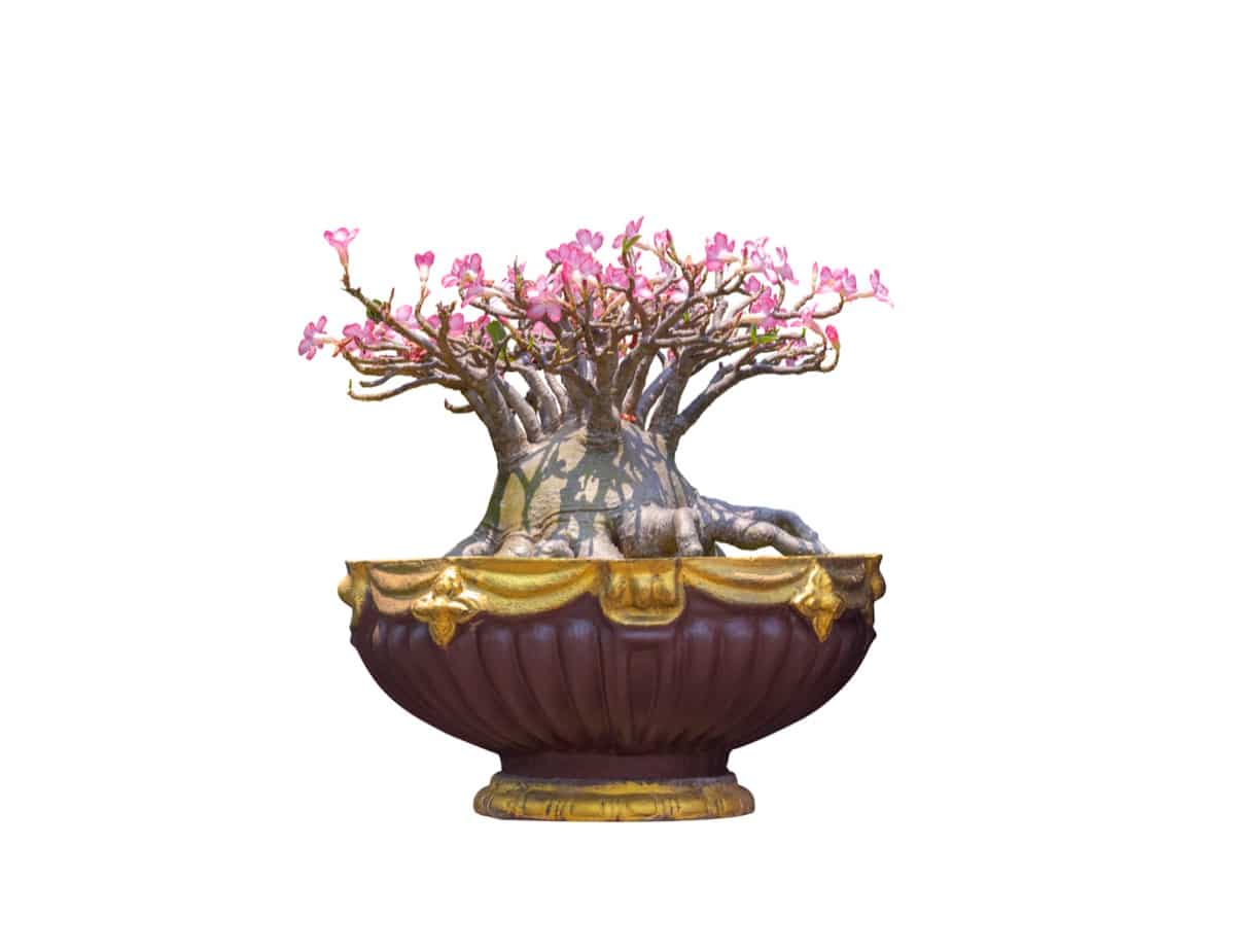 Desert Rose Bonsai Pot