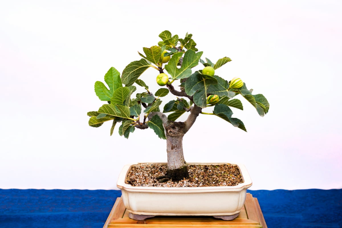 How to Grow and Care for Fig Bonsai