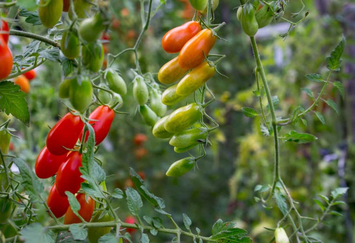 How to Grow and Care for Garden-grown Tomatoes