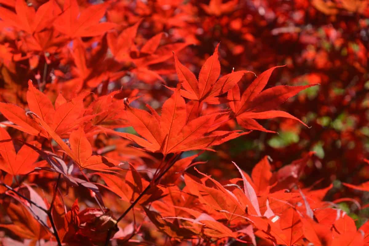 How to Grow and Care for Japanese Red Maple Bonsai