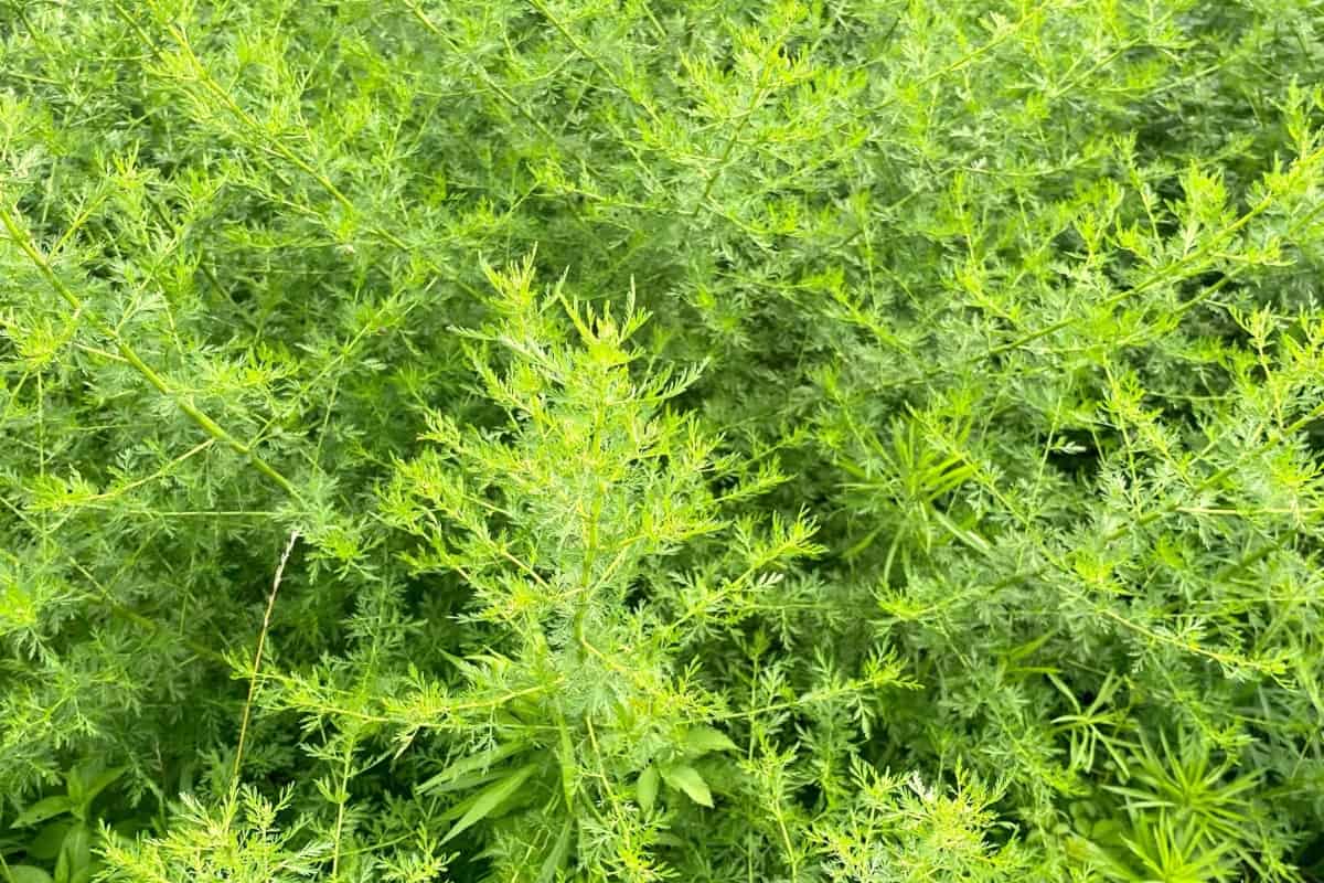 How to Grow and Care for Mugwort