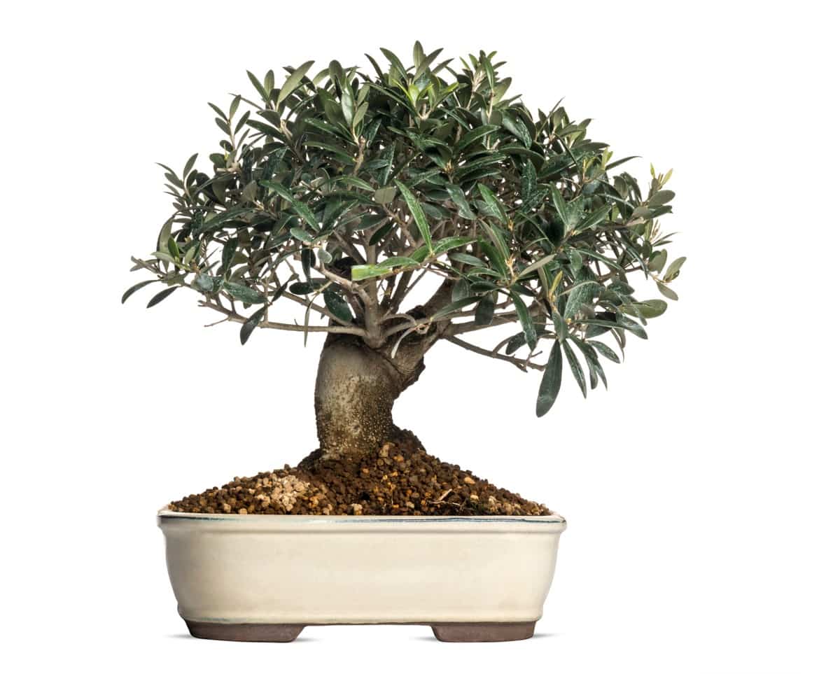 How to Grow and Care for Olive Bonsai