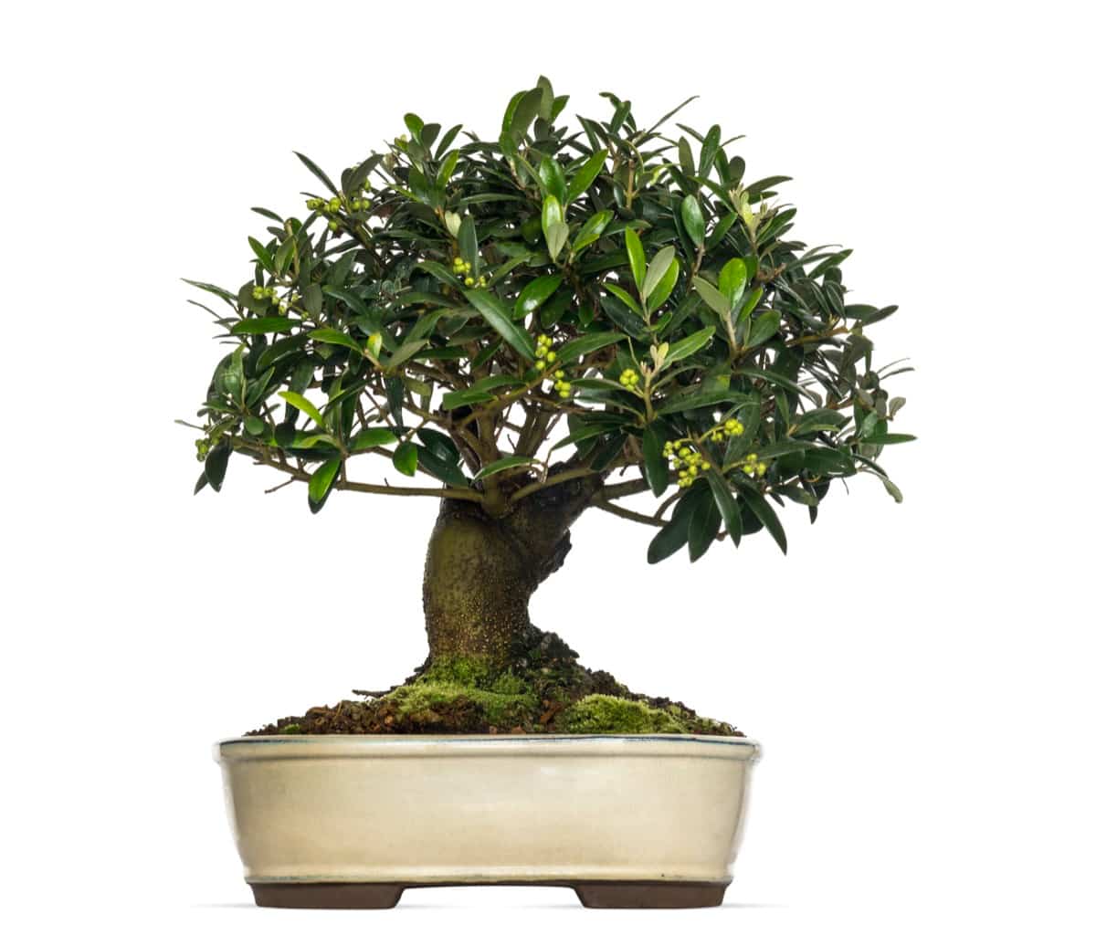 Olive Bonsai Plant