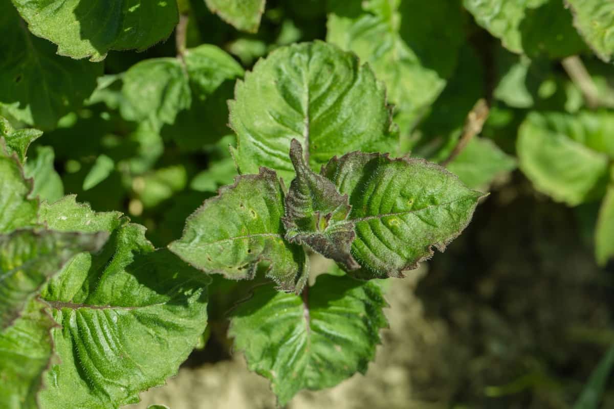 How to Grow and Care for Organic Lemon Mint