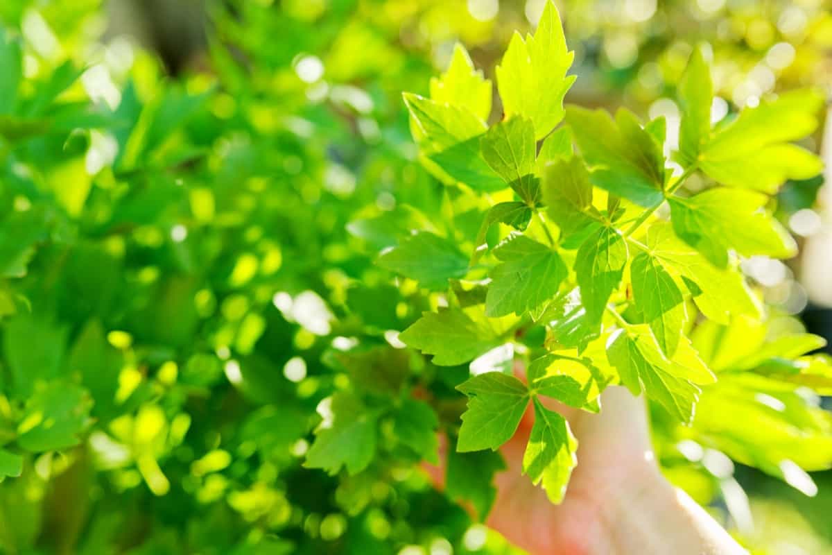 How to Grow and Care for Organic Lovage