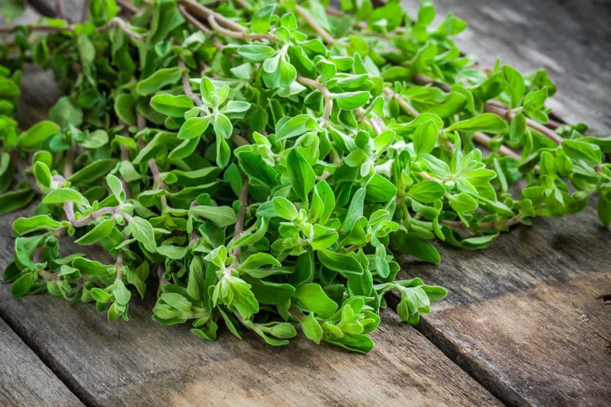 How to Grow and Care for Organic Marjoram