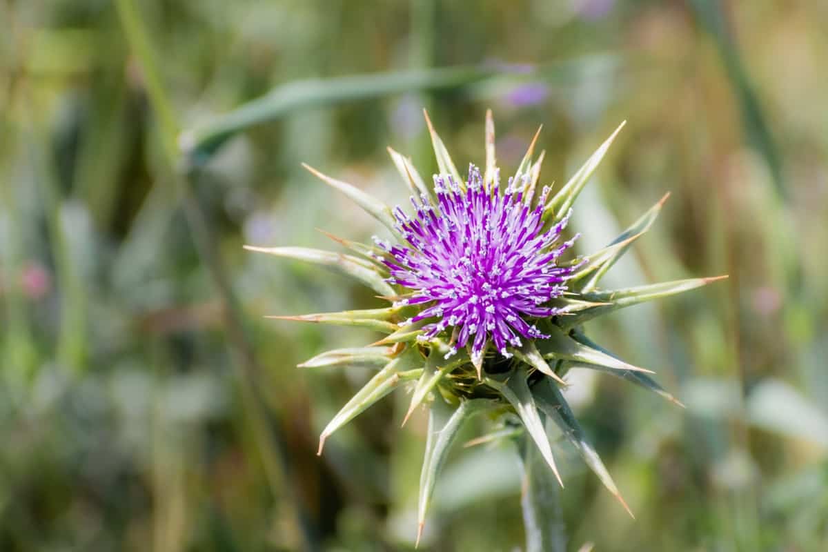 How to Grow and Care for Organic Milk Thistle