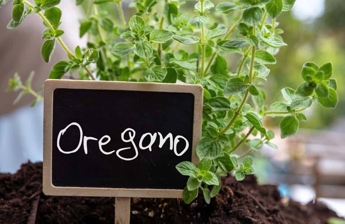 How to Grow and Care for Organic Oregano