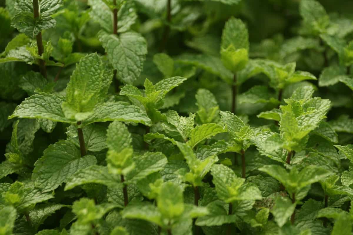 How to Grow and Care for Organic Peppermint