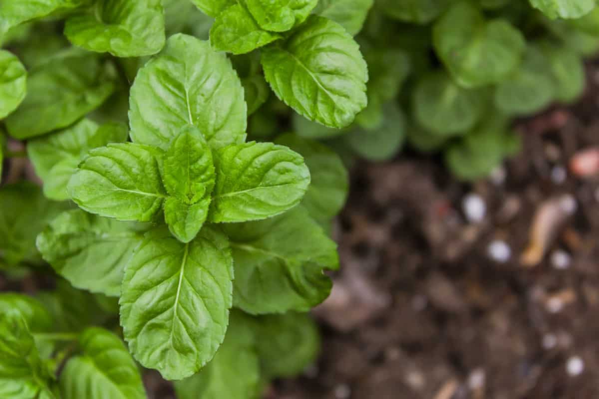 How to Grow and Care for Organic Peppermint4