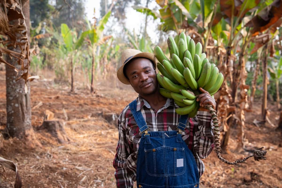 How to Grow and Care for Organic Plantain