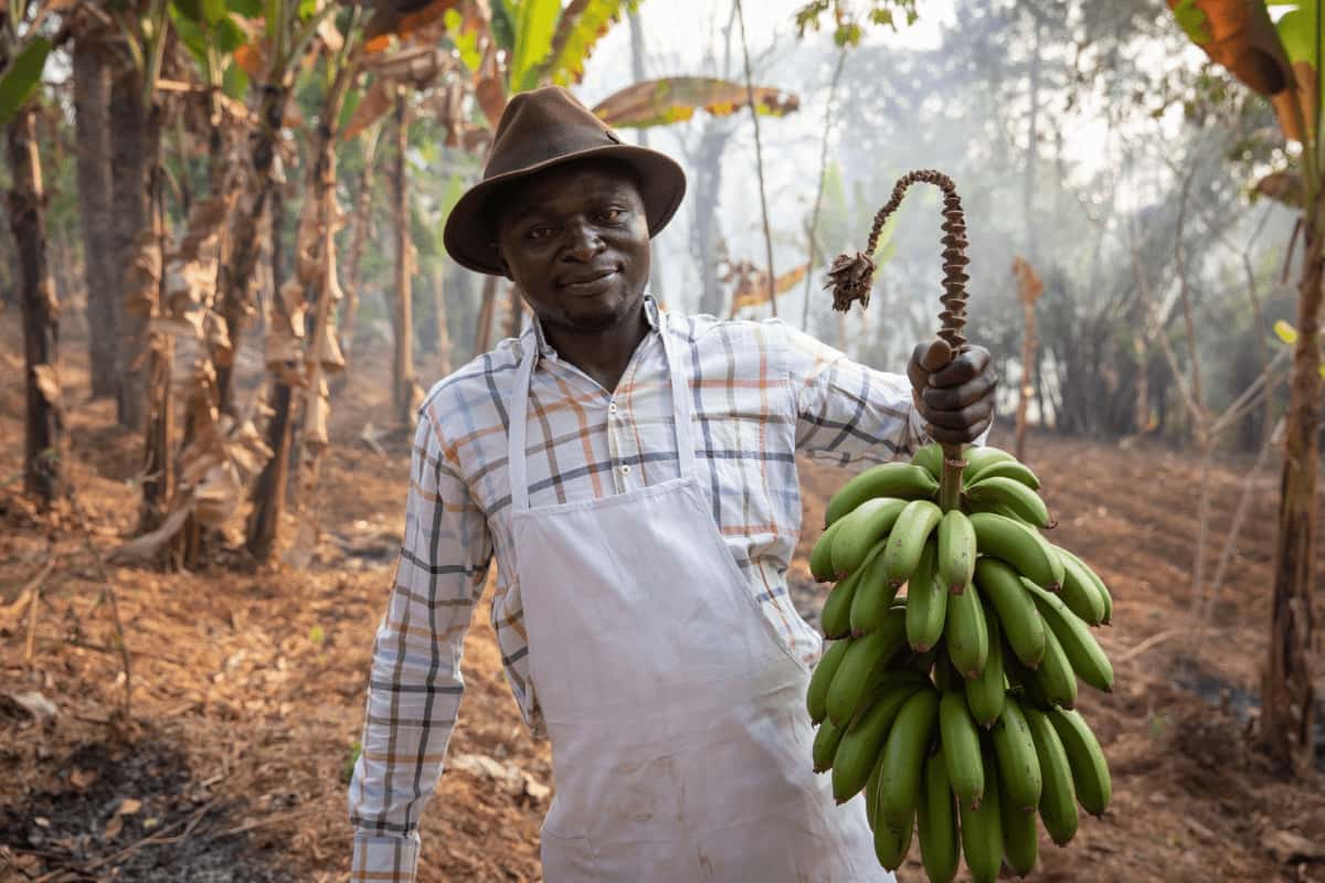 Farmer with A Bunch of Plantain Bananas 