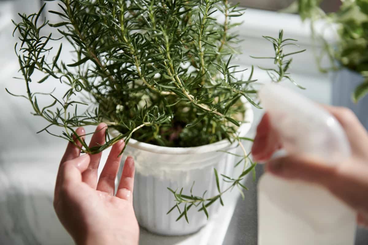 Watering Rosemary Plant
