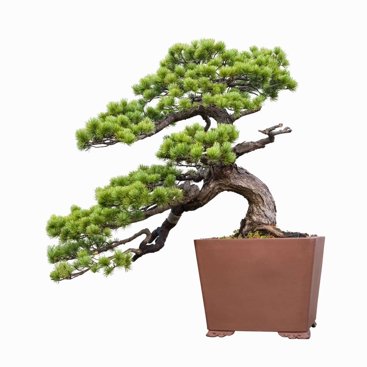 How to Grow and Care for Petite Pine Bonsai