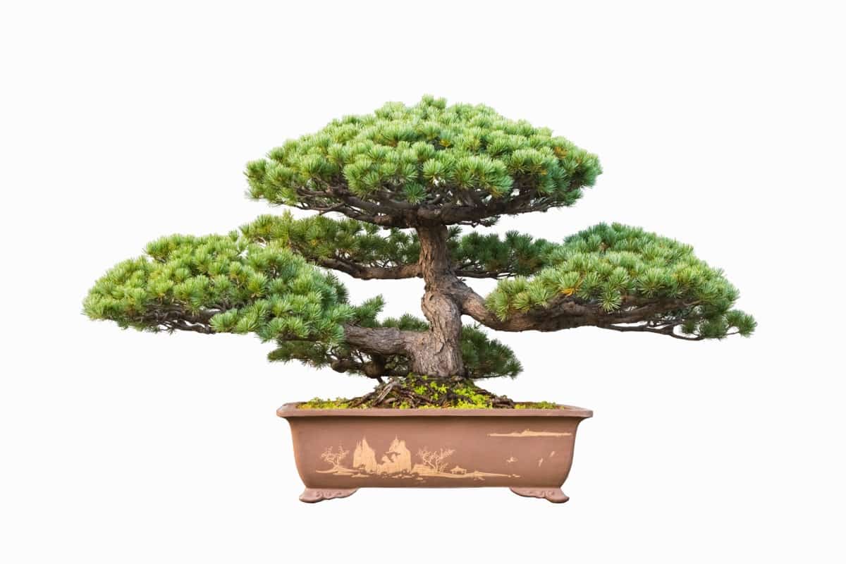 Petite Pine Bonsai