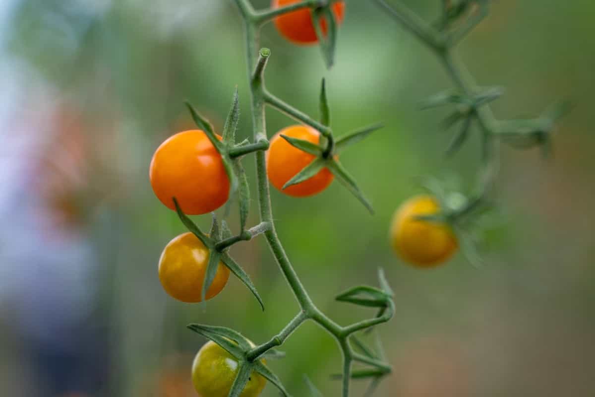 How to Grow and Care for Sungold Tomatoes