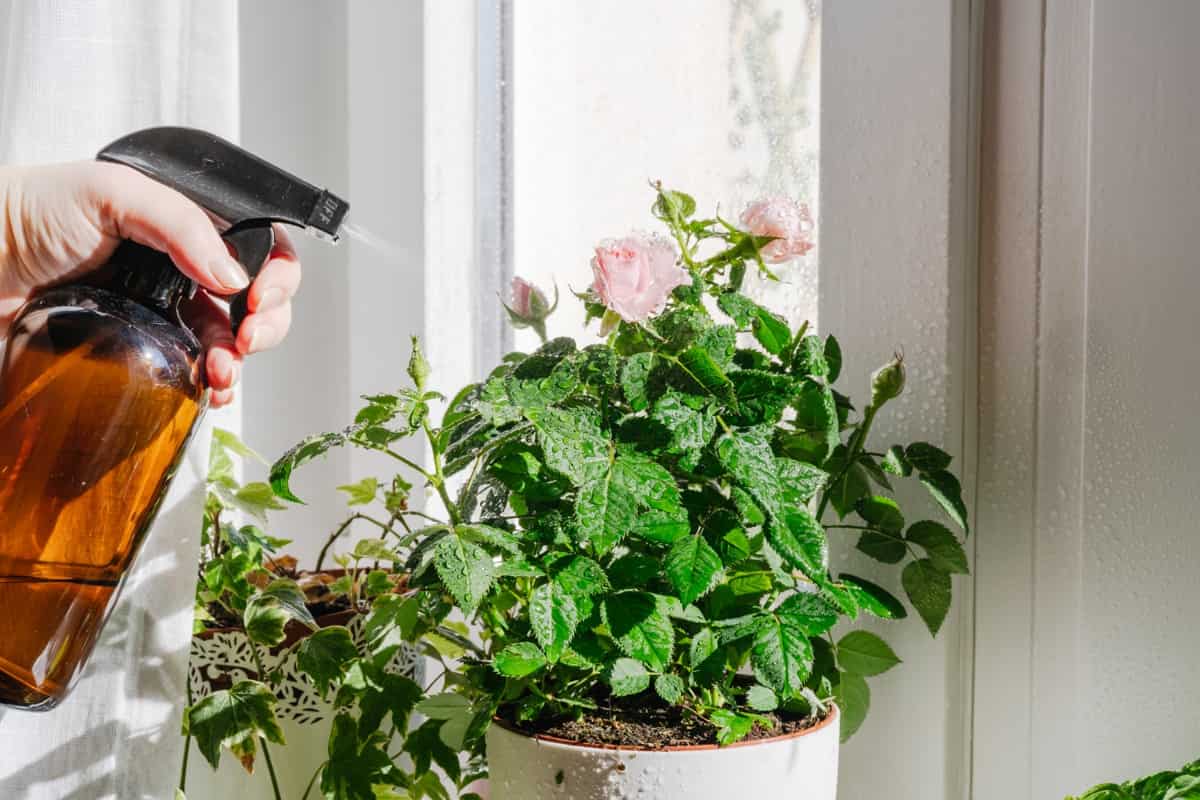 Indoor Rose Plant Pest Control