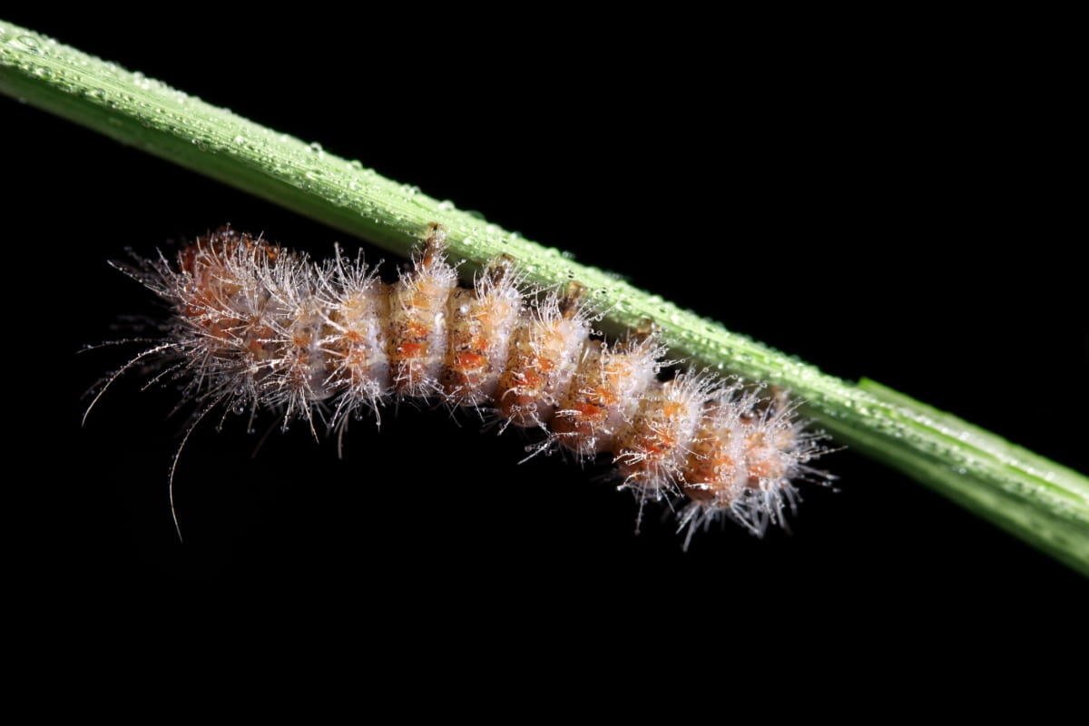 How to Identify and Control Webworms in the Garden
