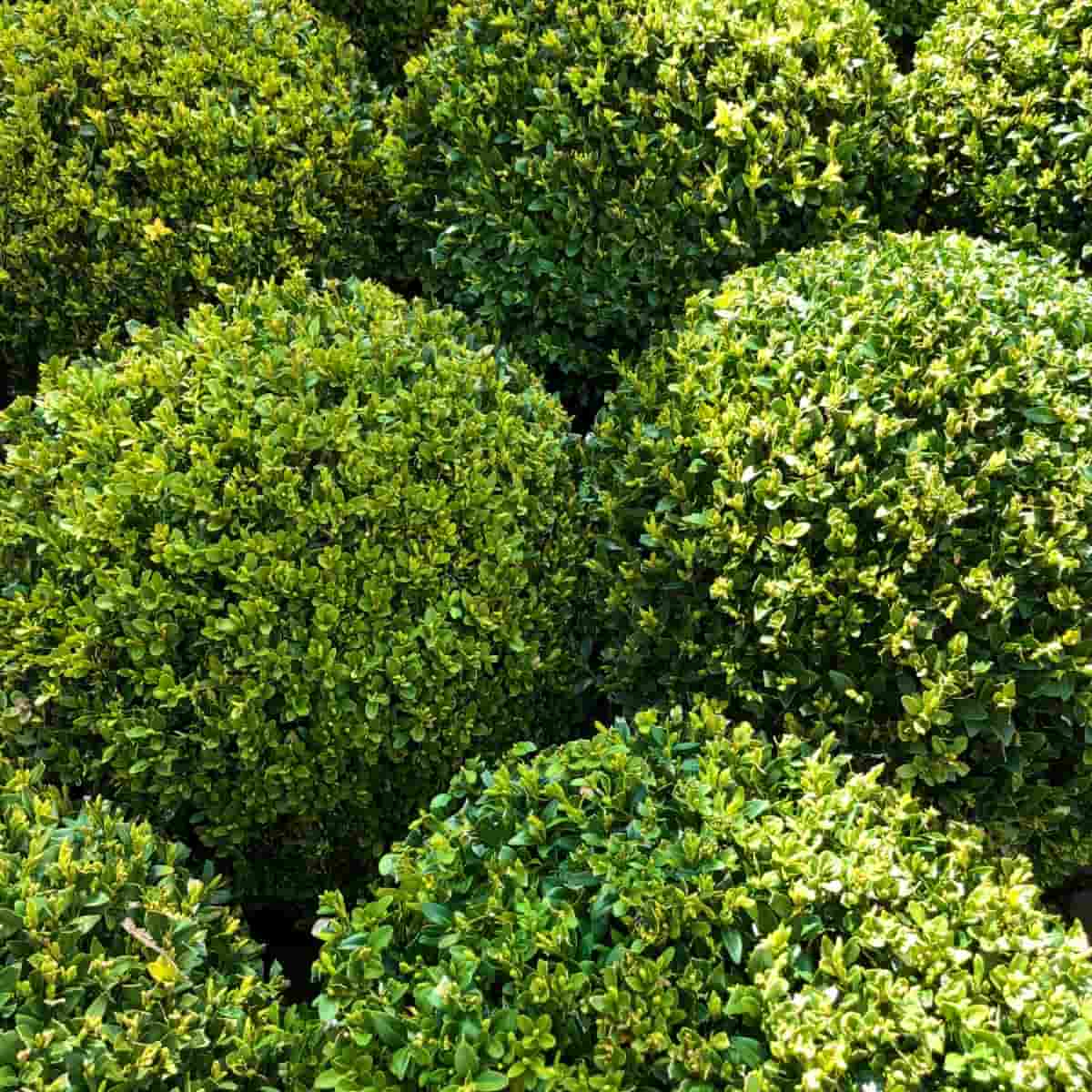 How to Identify and Treat Boxwood Blight