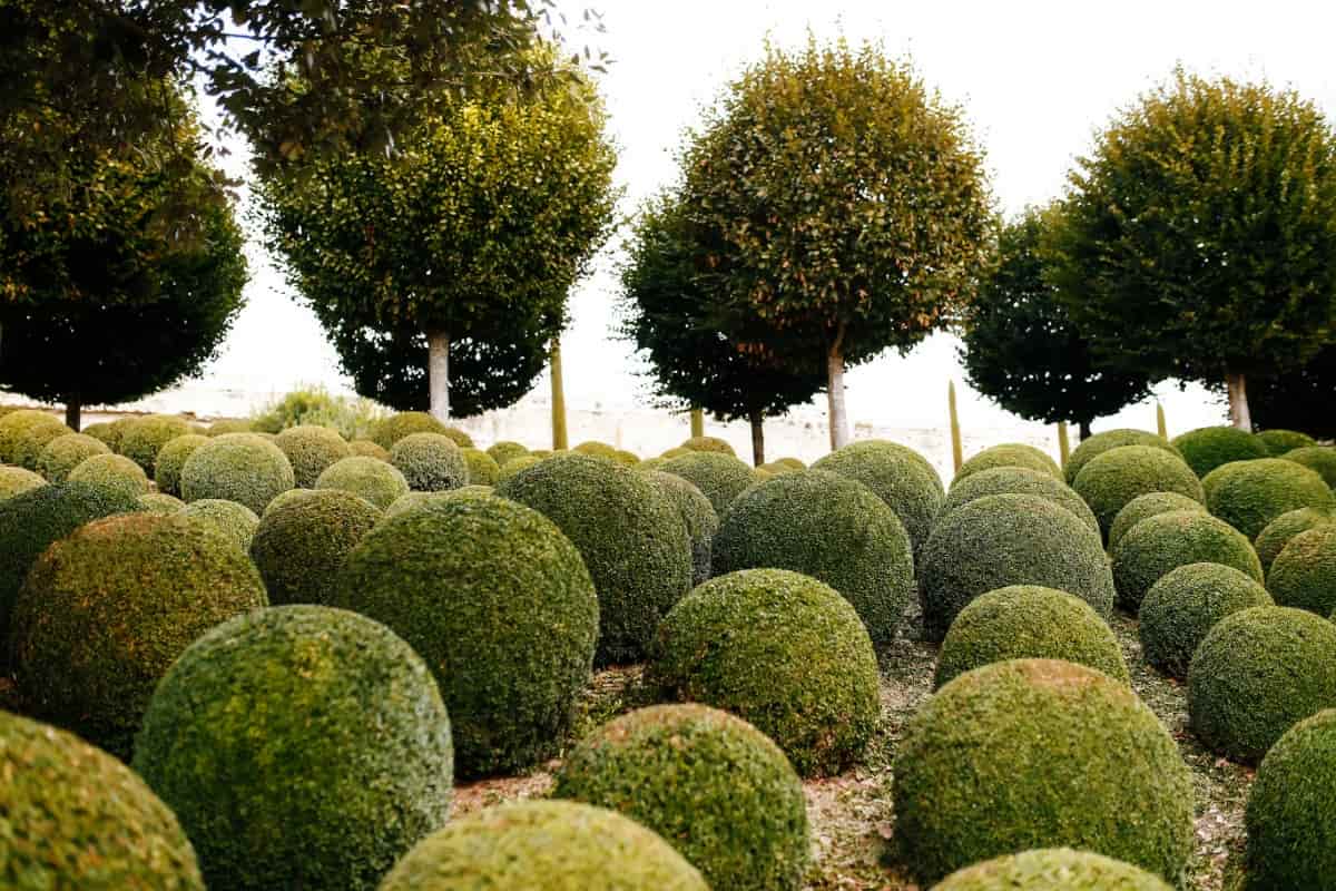 Landscaped Garden with Boxwood Balls